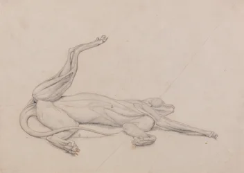 En komparativ anatomisk fremstilling af menneskekroppens struktur med en tigers og en ...